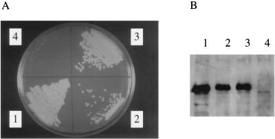 FIG. 4