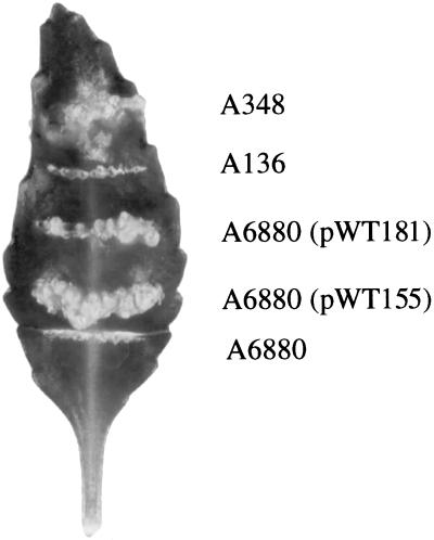 FIG. 5