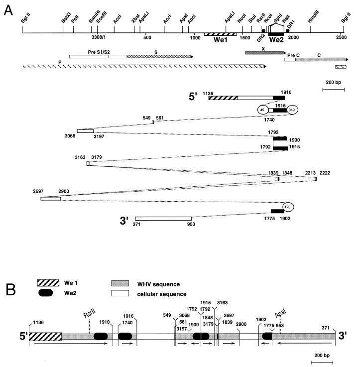 FIG. 1