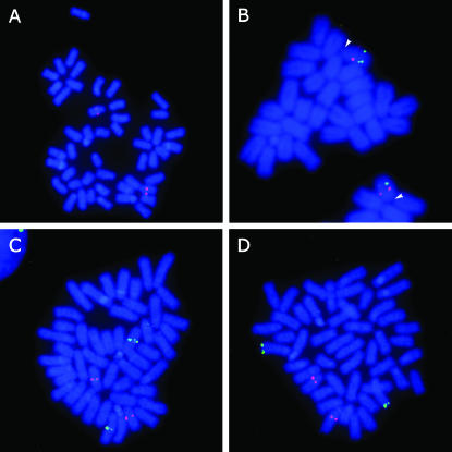 Figure 3.—