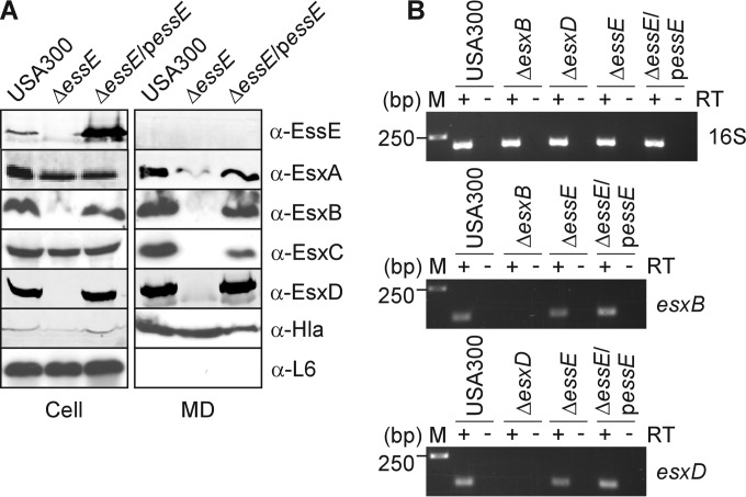 FIG 2