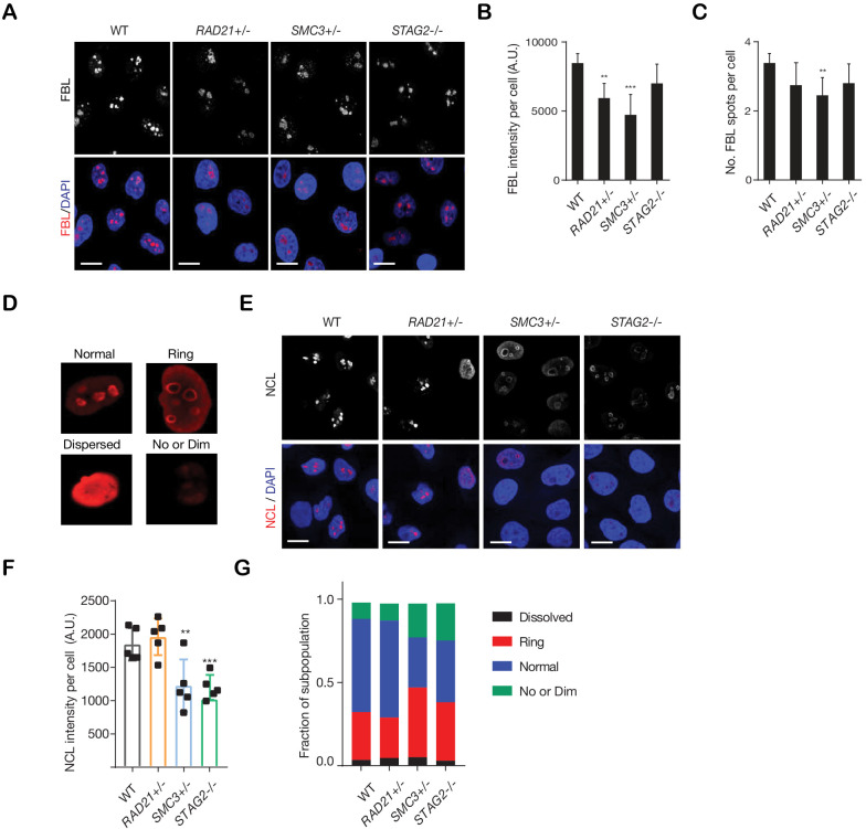 Figure 3—figure supplement 1.