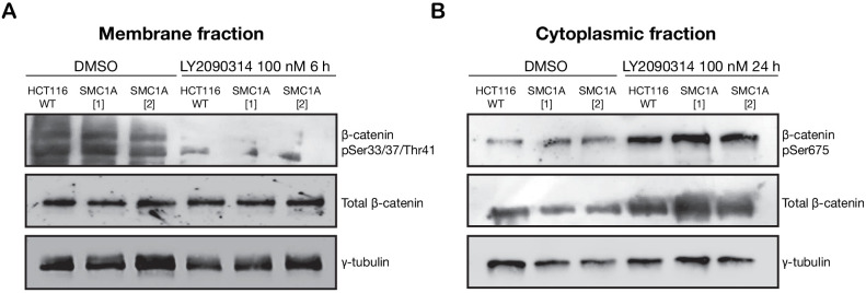 Figure 5—figure supplement 2.