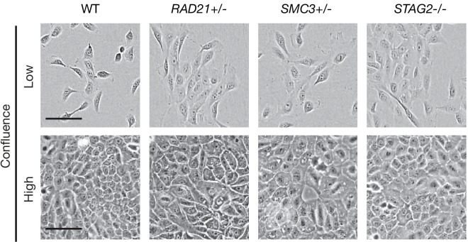 Figure 2—figure supplement 2.