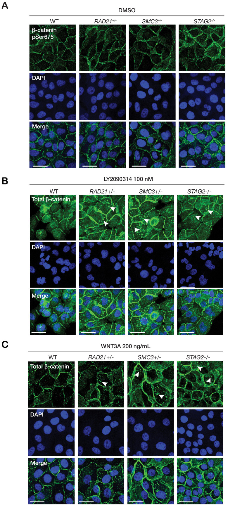 Figure 5—figure supplement 3.