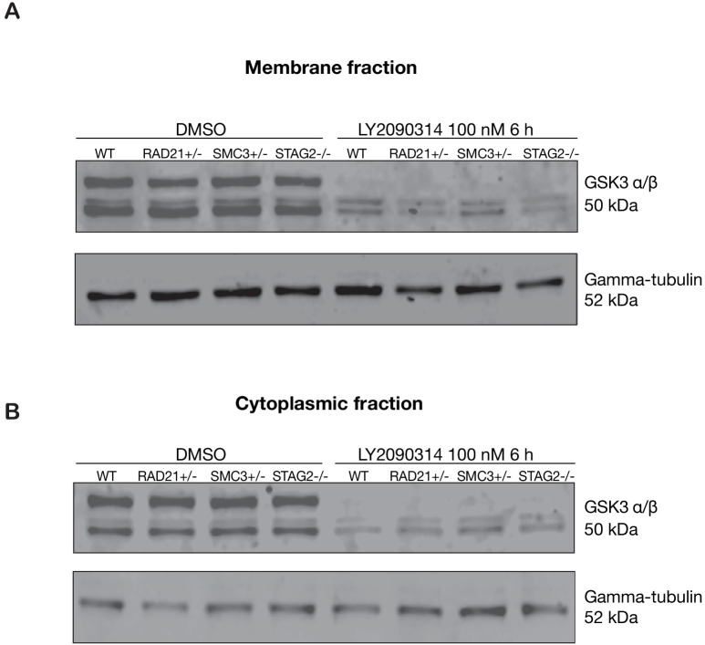 Figure 5—figure supplement 1.