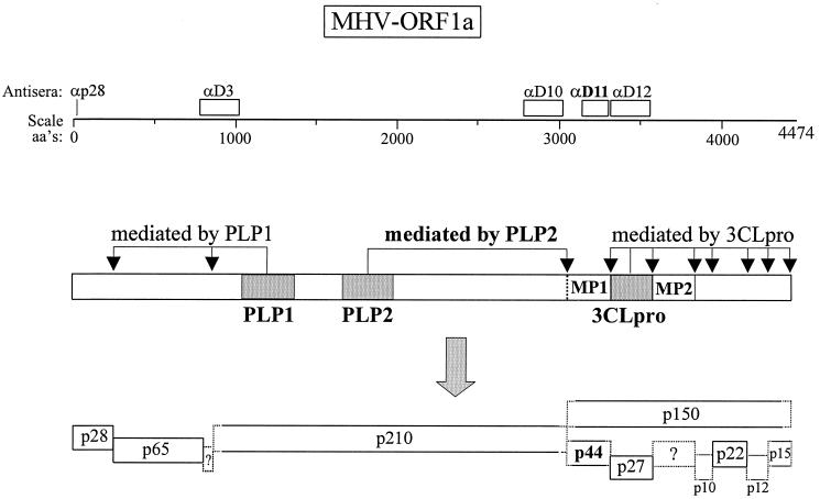 FIG. 7