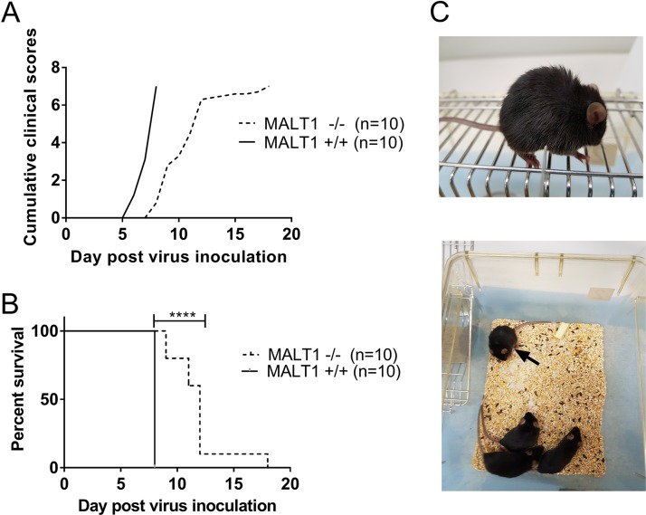 FIG 1