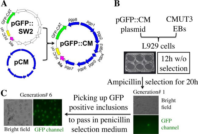 FIG 1