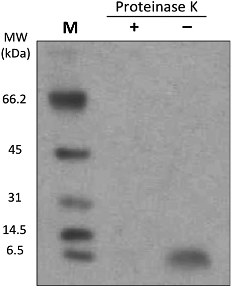 Fig. 4.