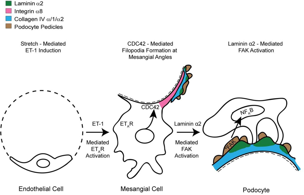 Collagen IV Diseases: A Focus on the Glomerular Basement Membrane in ...