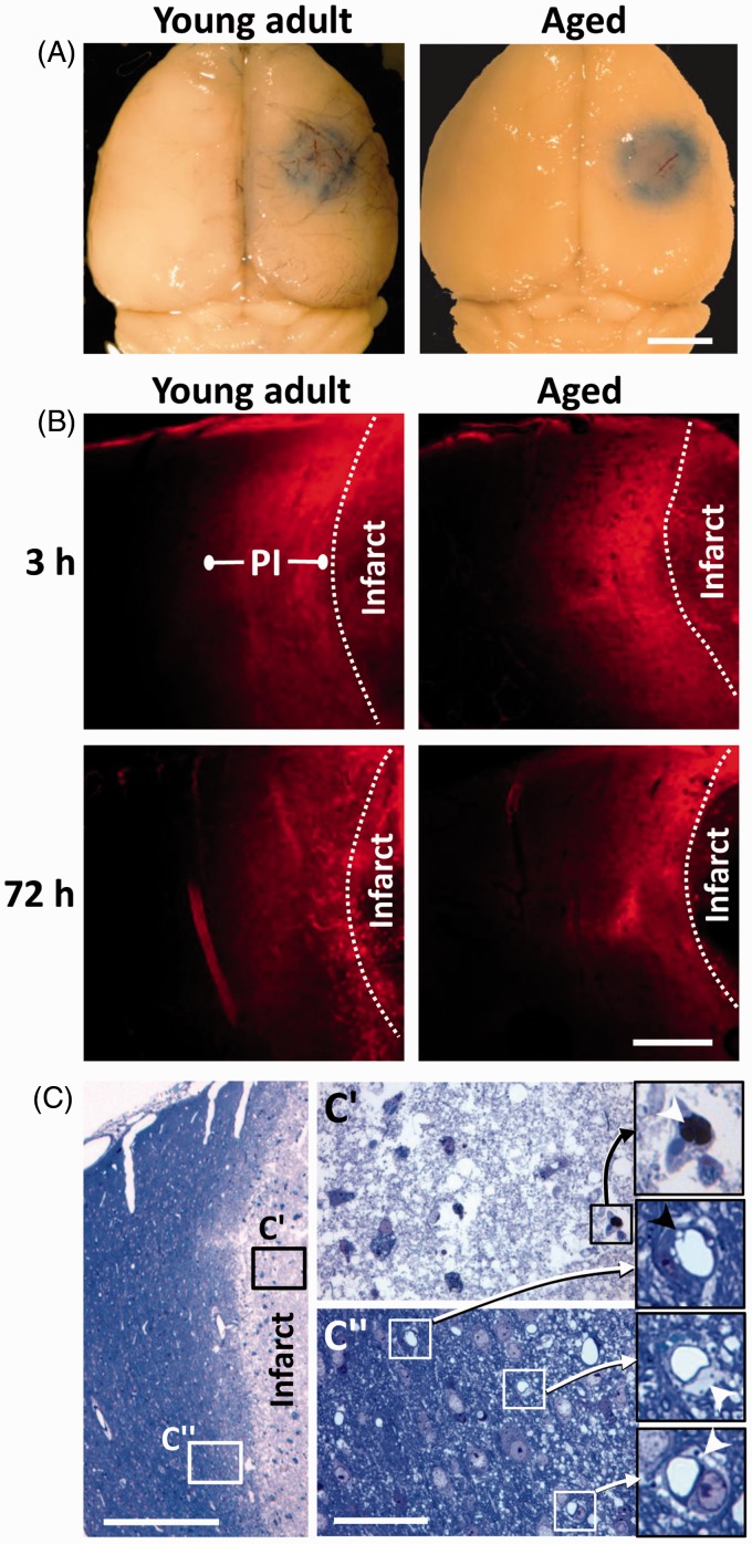 Figure 1.