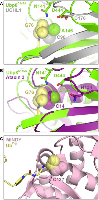 Figure EV4