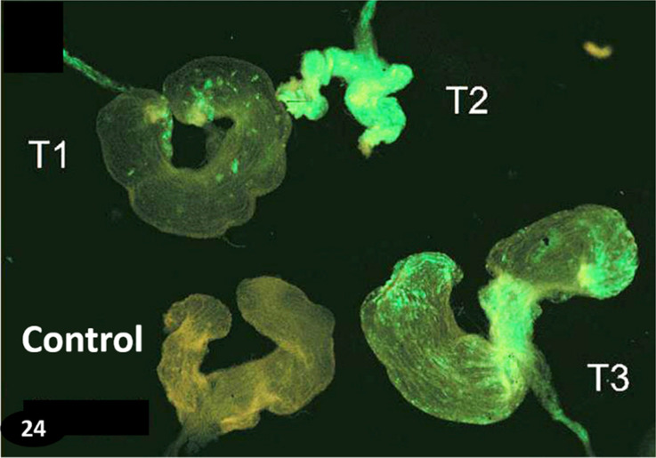 Fig. 24