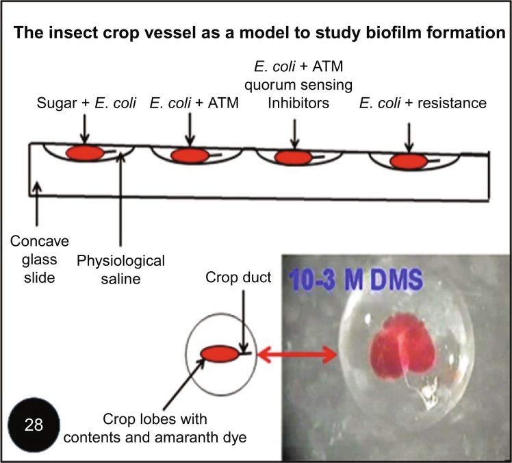 Fig. 28