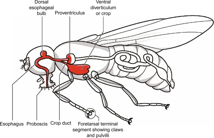 Unlabelled Image