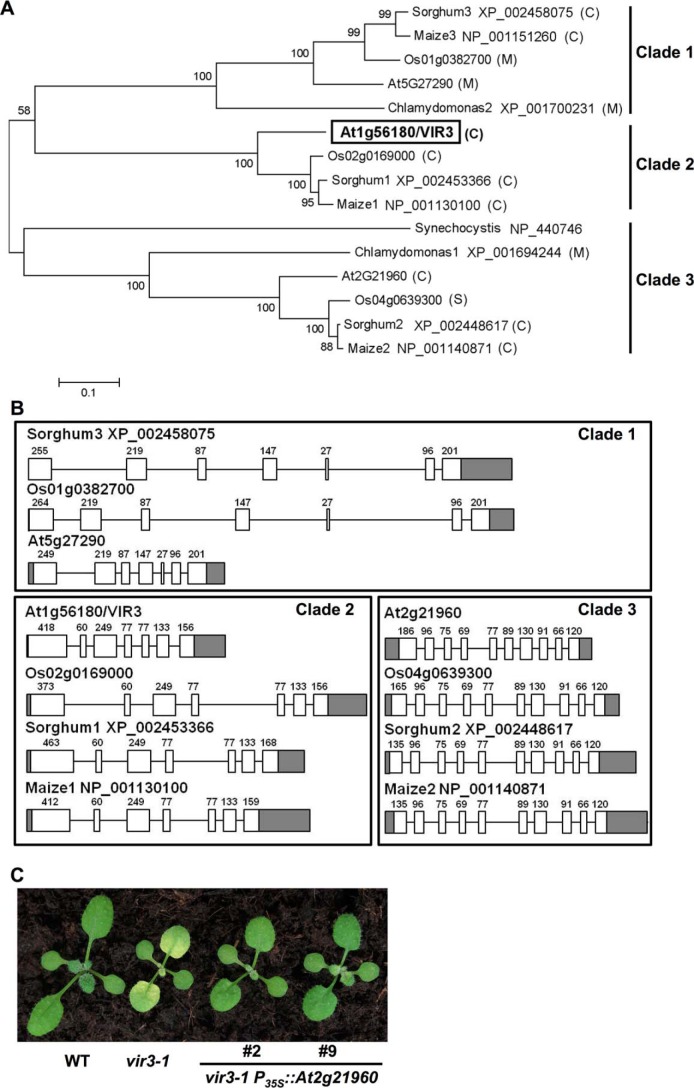 FIGURE 4.