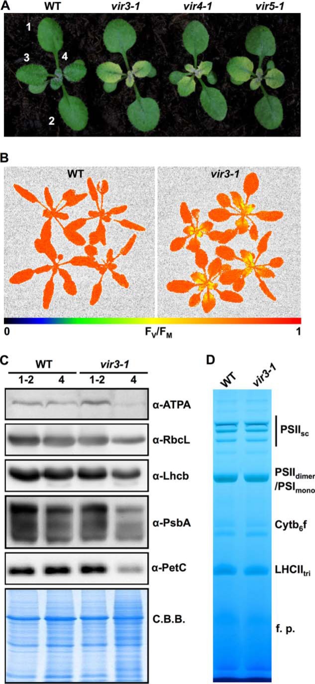 FIGURE 1.