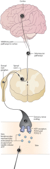 Fig. 1