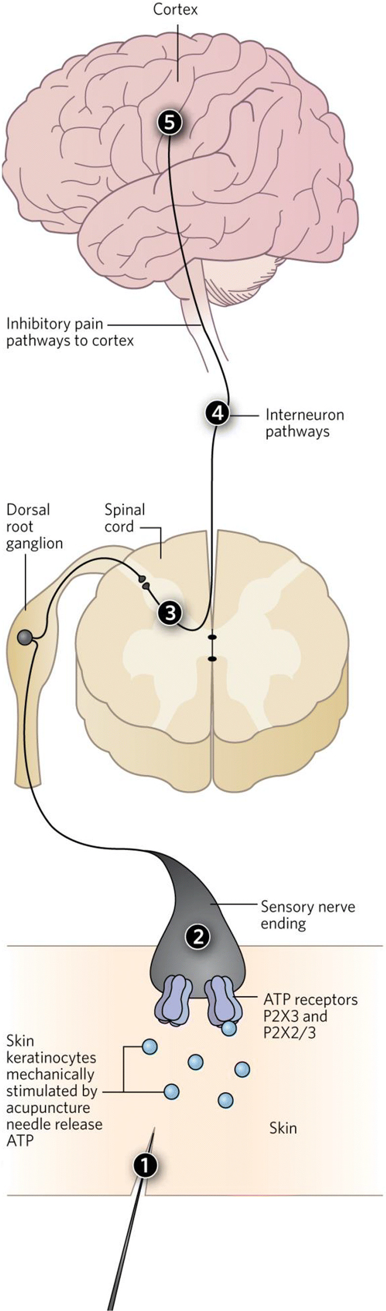 Fig. 1