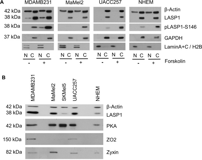 Fig 9