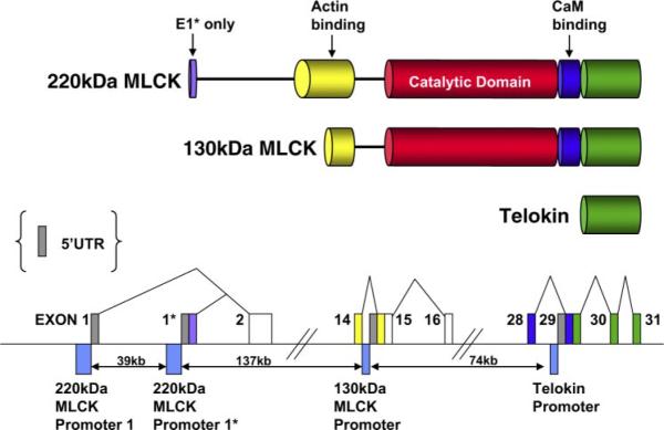 Fig. 1