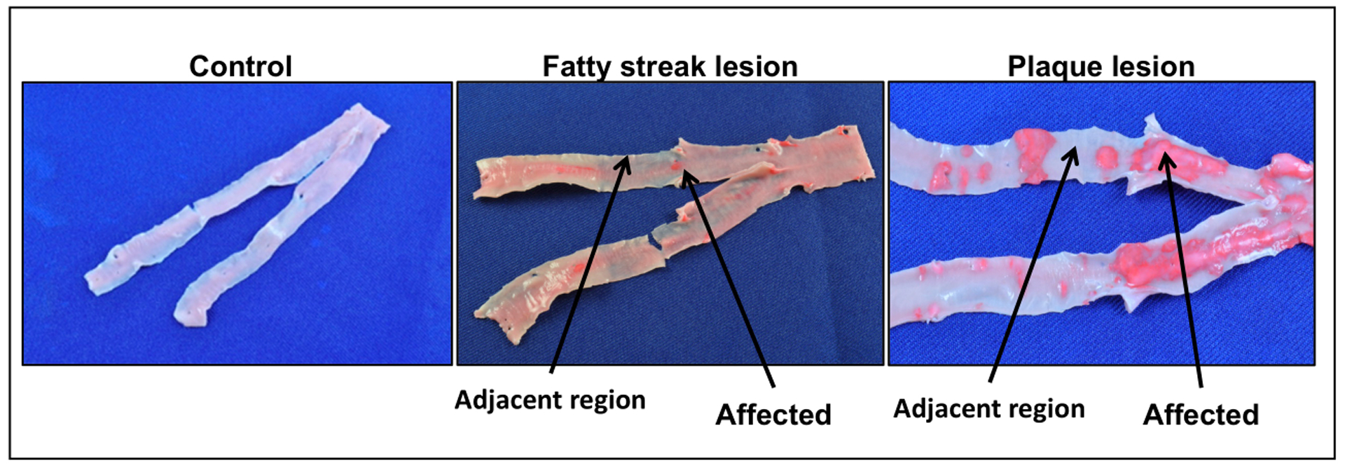 Figure 1: