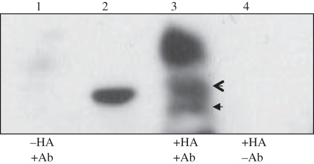 Figure 4.