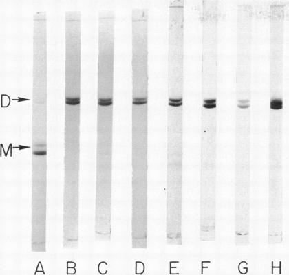 graphic file with name pnas00052-0121-a.jpg