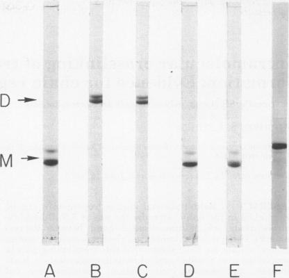 graphic file with name pnas00052-0120-a.jpg