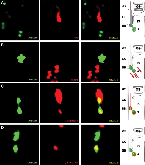 Figure 3.