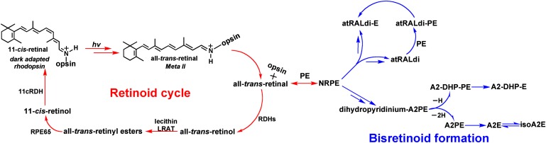 Fig. 1.