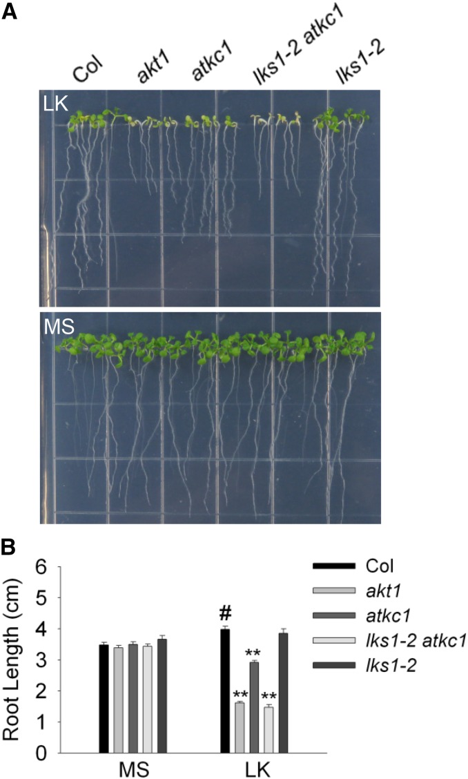 Figure 7.