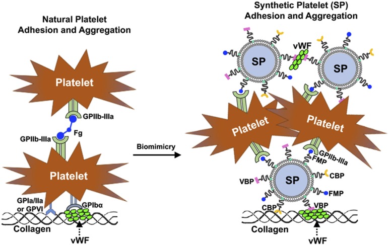 graphic file with name pnas.2001649117fig02.jpg