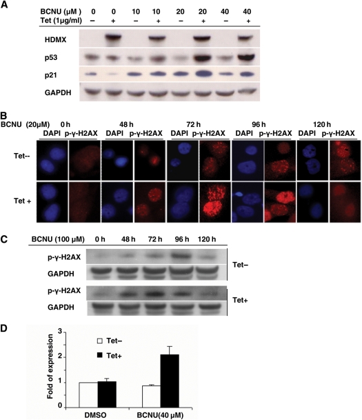 Fig. 6.