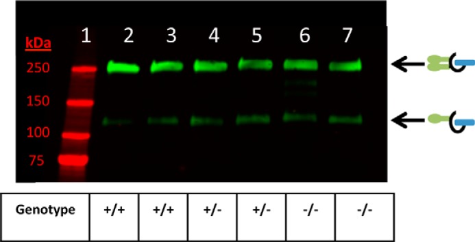 FIGURE 9.