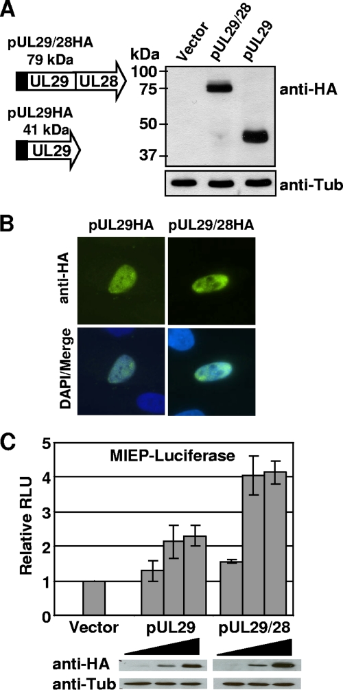 FIG. 6.