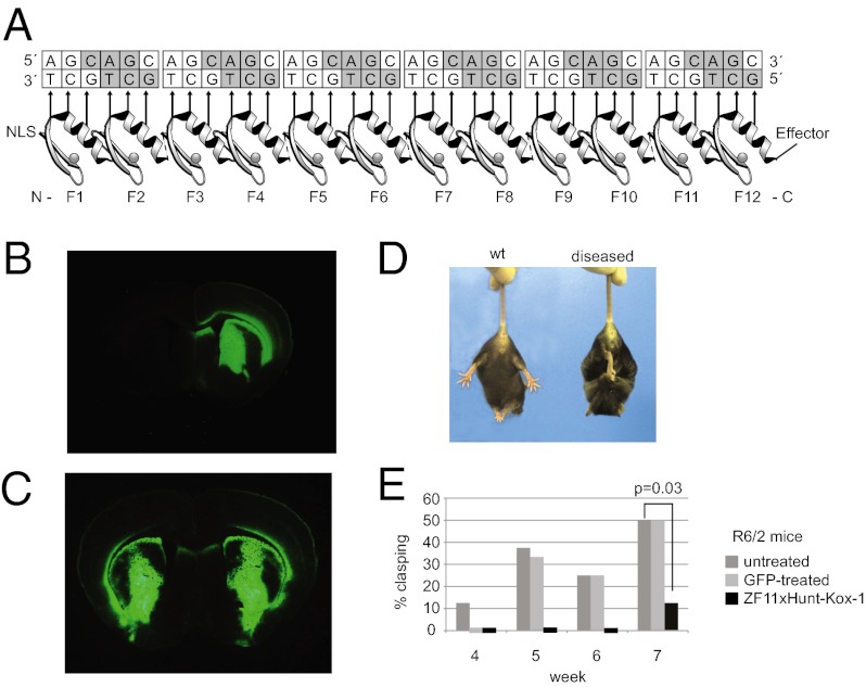 Fig. P1.