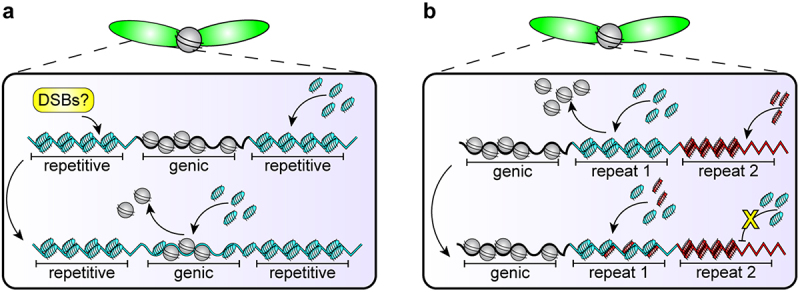 Panel (a). A chromosome with dotted lines leading to an inset box. The box contains a schematic of DNA with genic vs. repetitive regions, where DSBs are hypothesized to occur at repetitive regions where protamines preferentially bind. Panel (b). A chromosome with dotted lines leading to an inset box. The box contains a schematic of DNA with different repetitive repeats and their respective protamines.