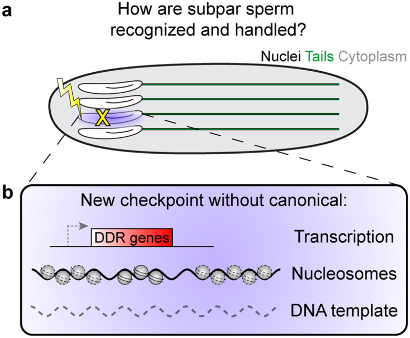 Panel (a). A schematic of 4 developing sperm, where one has been damaged. Panel (b). An inset box from the damaged sperm in Panel (a) with a schematic of a potential checkpoint mechanism that lacks transcription, nucleosomes, or a DNA template.