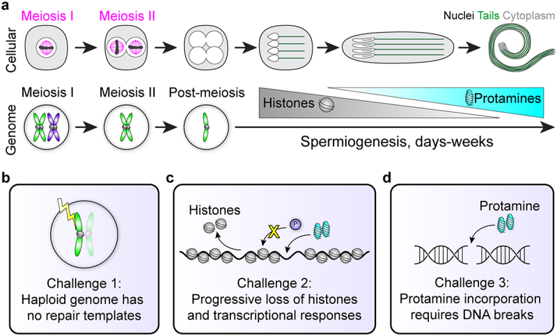 Panel (a). A schematic showing in parallel the cellular and genomic changes from meiosis to sperm maturation. Panel (b, c, d). Three boxes depicting schematics of the three spermiogenesis challenges described in the main text.