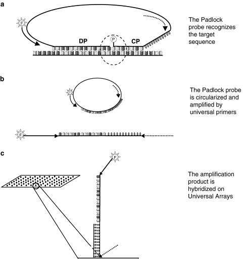 Fig. 4