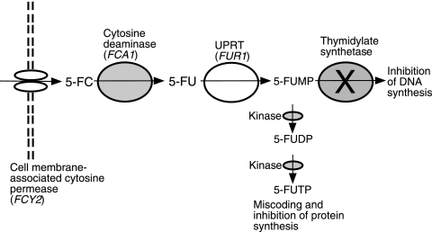 FIG. 1.