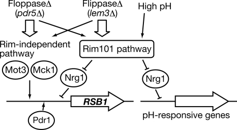 Figure 7.