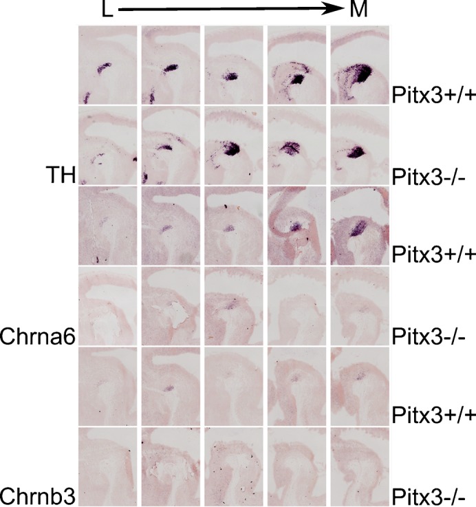 Fig. 10.