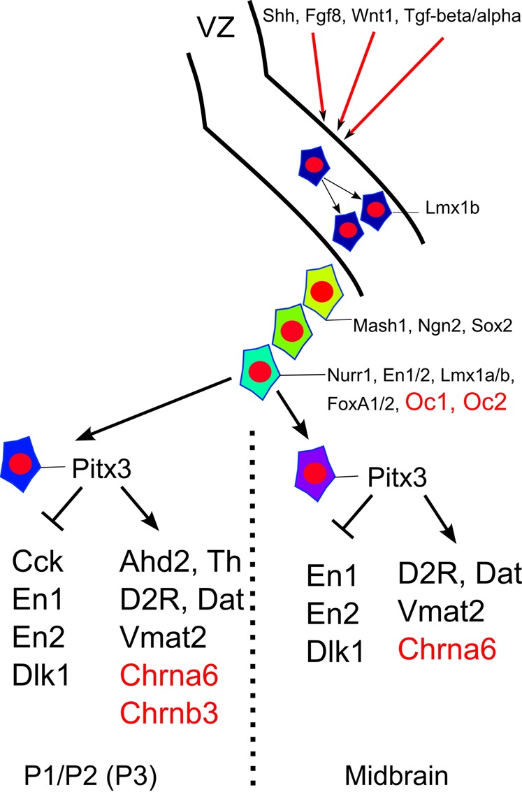 Fig. 12.