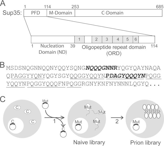 FIG 1