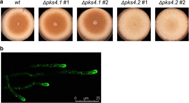 Fig. 1