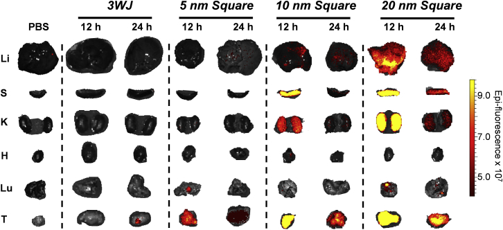 Figure 4