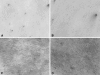 Fig. 1A–D